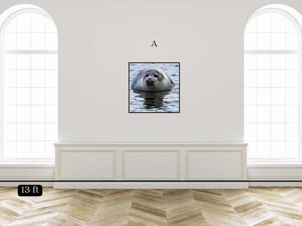 Seal Ripples