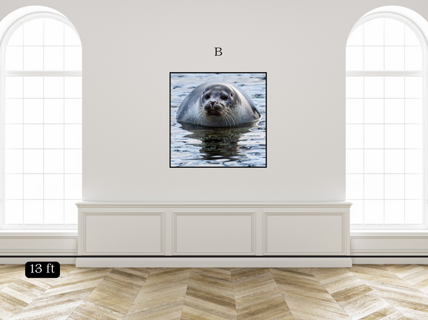 Seal Ripples