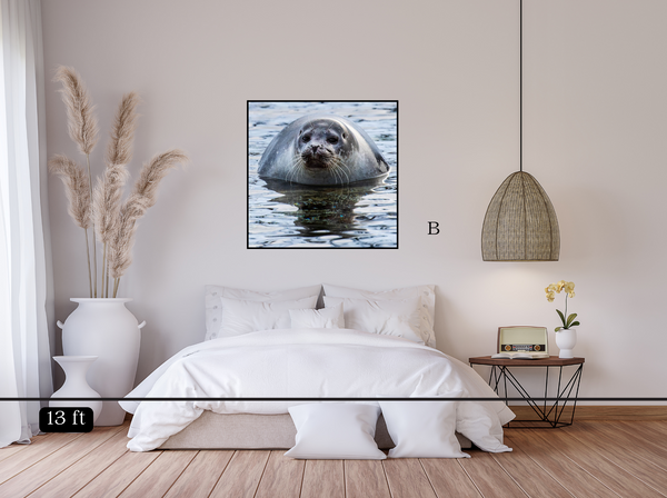 Seal Ripples