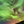Aurora Crowning I