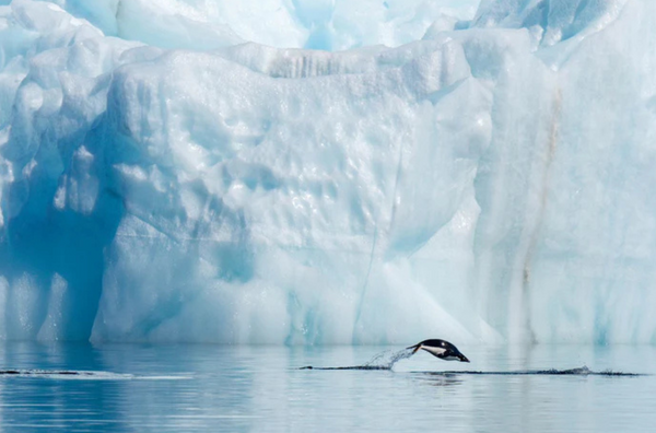 Leaping Penguin