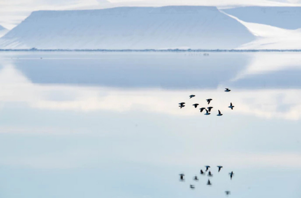 Reflecting Birds