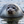 Seal Ripples