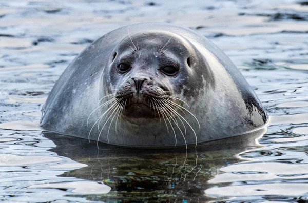 Seal Ripples