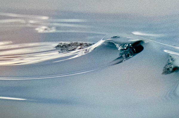 Single Droplet