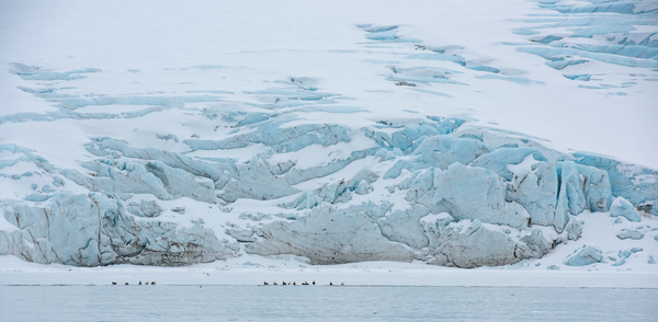 Glacier Birds